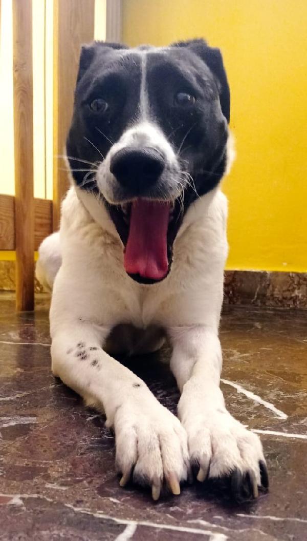 Polka Dolcissima Cagnoletta Del 2020